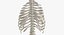 3D model human rib cage spine