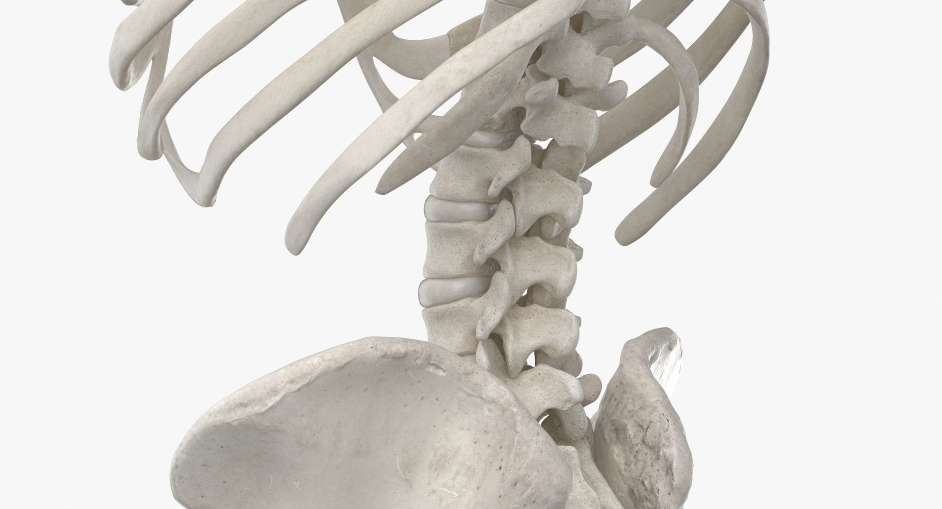 3D model human rib cage spine https://p.turbosquid.com/ts-thumb/P7/twsbOR/oS/thumbnail_0007/jpg/1617004041/1920x1080/fit_q87/026490fb185bbd0af895667721799def0998d597/thumbnail_0007.jpg