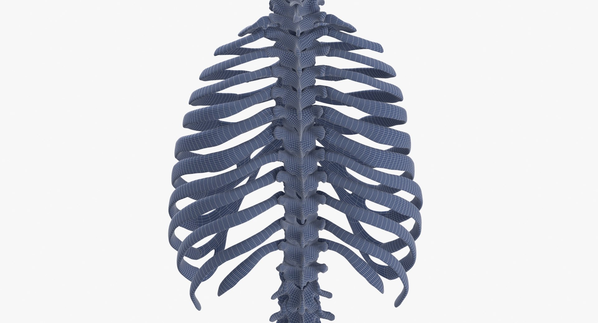 3D model human rib cage spine https://p.turbosquid.com/ts-thumb/P7/twsbOR/pM/wireframe_0005/jpg/1617004093/1920x1080/fit_q87/61568fb2954f09b209ed85e2d653c56612f2130e/wireframe_0005.jpg