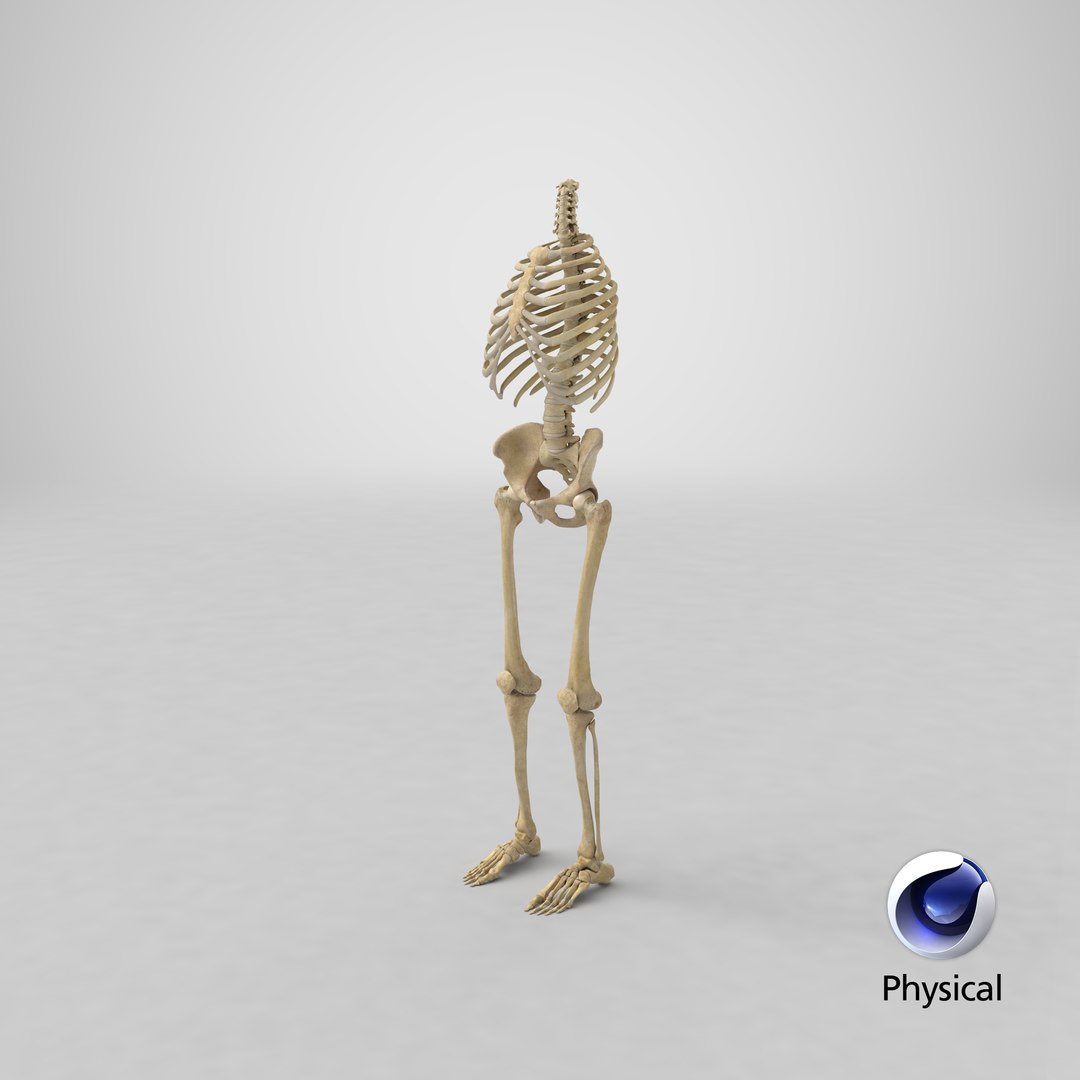 3D model human rib cage spine https://p.turbosquid.com/ts-thumb/P7/twsbOR/wC/stemcell_cinema_4d_physical_render/png/1625837208/1920x1080/fit_q87/be08146a27040e0c8631d501ea4aabfd4c2bc3a6/stemcell_cinema_4d_physical_render.jpg