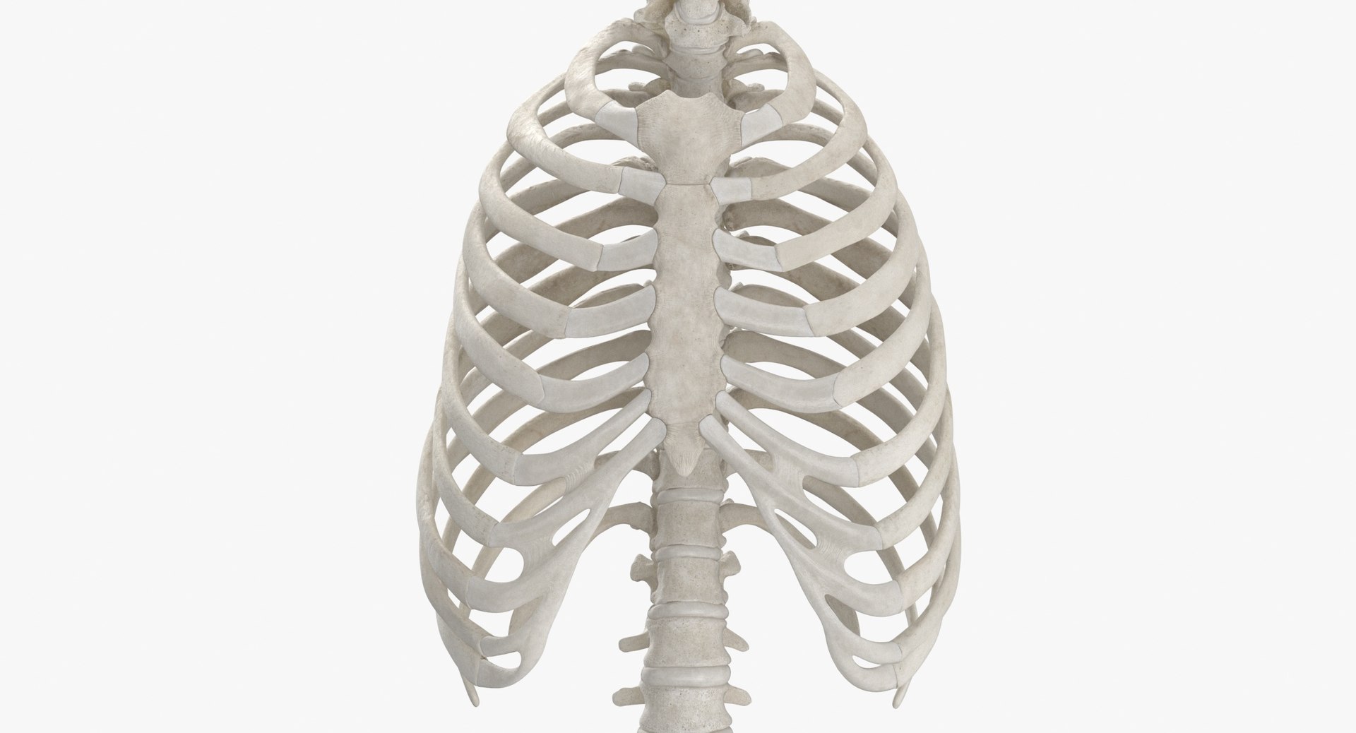 3D model human rib cage spine https://p.turbosquid.com/ts-thumb/P7/twsbOR/x6/thumbnail_0006/jpg/1617004036/1920x1080/fit_q87/9a85f34a3c0d38c0e42d88ed85a40bcb508696d7/thumbnail_0006.jpg