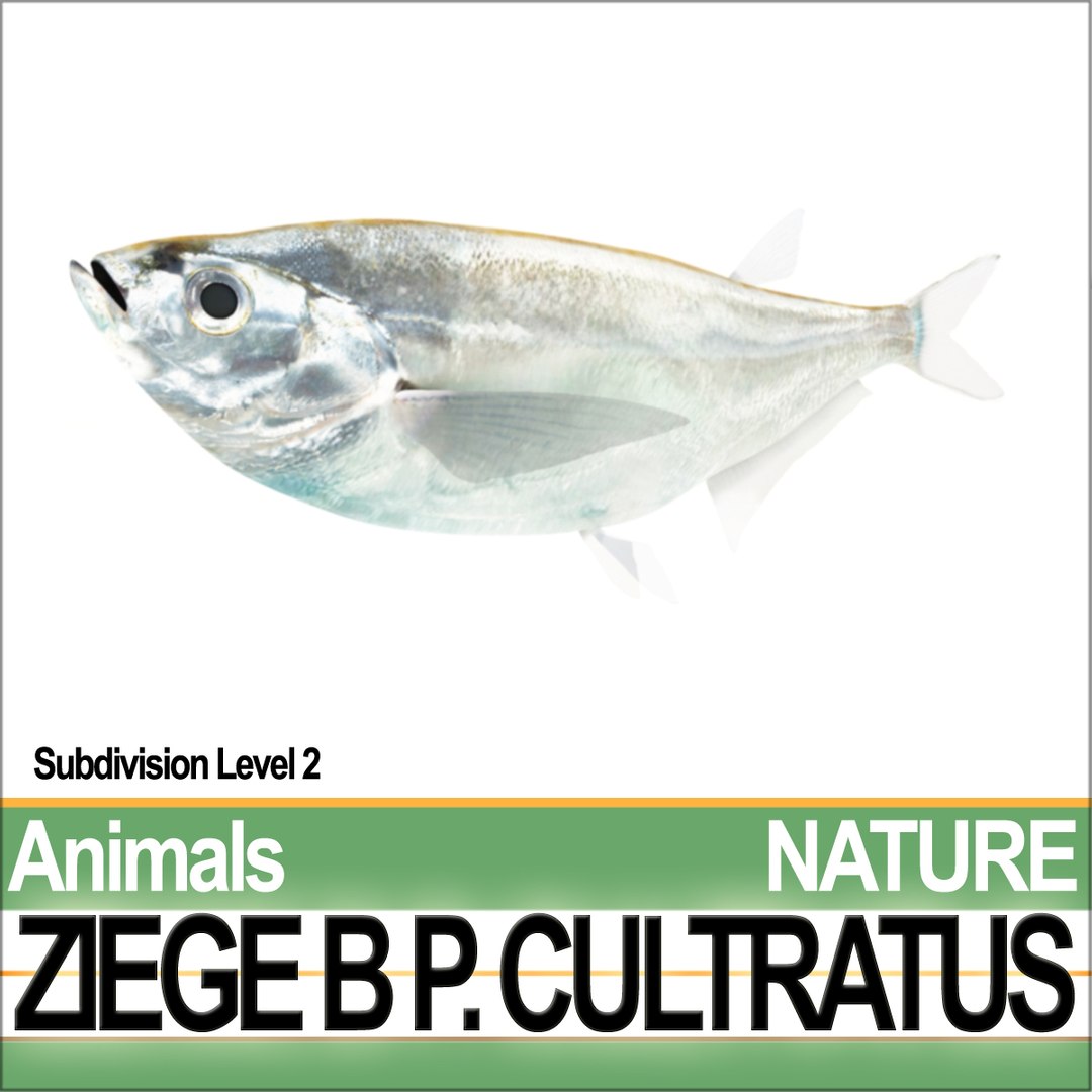 3d c4d ziege b https://p.turbosquid.com/ts-thumb/P7/wM3kkb/3S/natureziegeba3/jpg/1689611422/1920x1080/fit_q87/0ec15fb51e4908de6607868f307f215b473ccf22/natureziegeba3.jpg