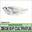 Ziege B