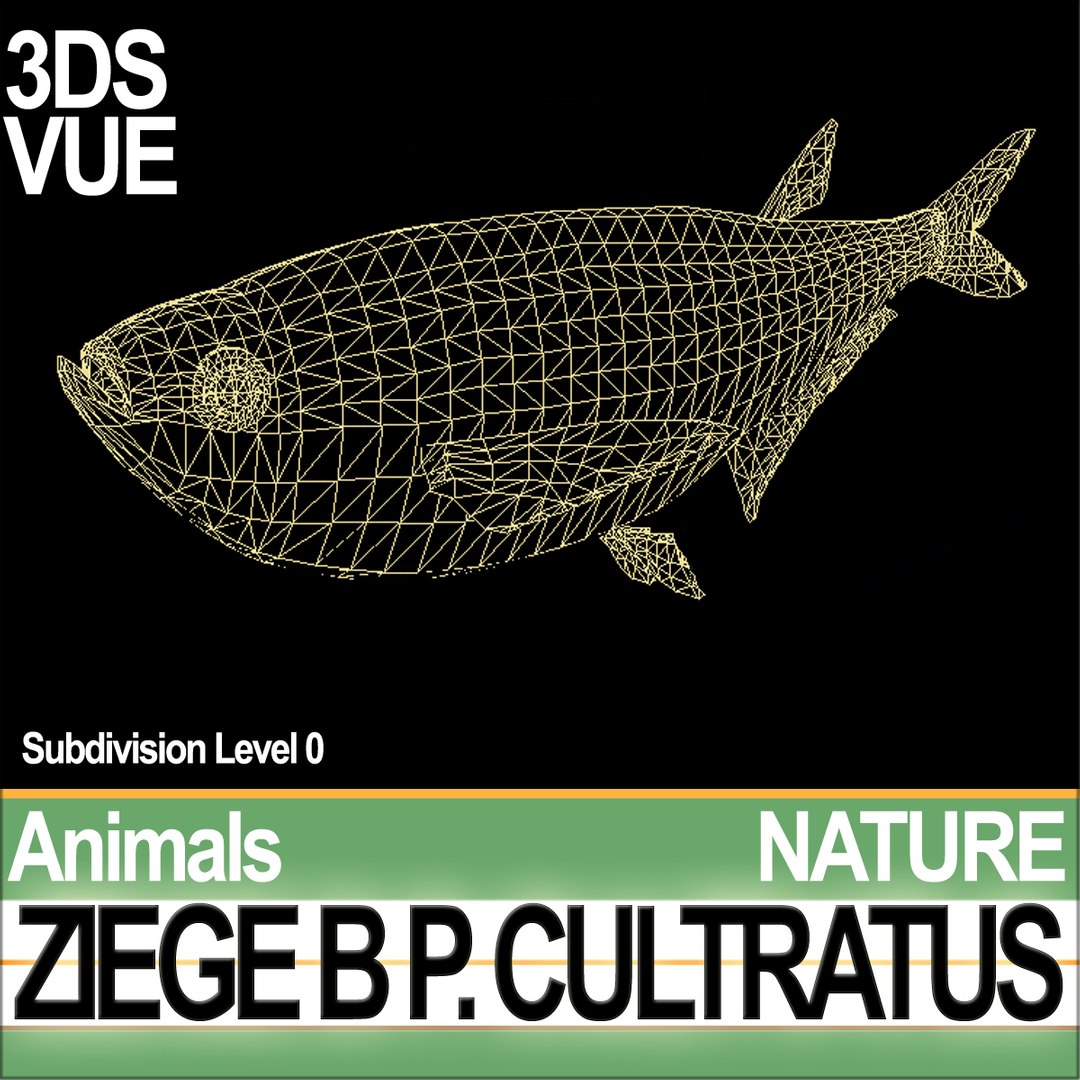 3d c4d ziege b https://p.turbosquid.com/ts-thumb/P7/wM3kkb/As/natureziegebc2/jpg/1689611478/1920x1080/fit_q87/ee3a7d64f9c19c592735f1a9a77110042231bdd5/natureziegebc2.jpg