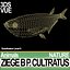 Ziege B