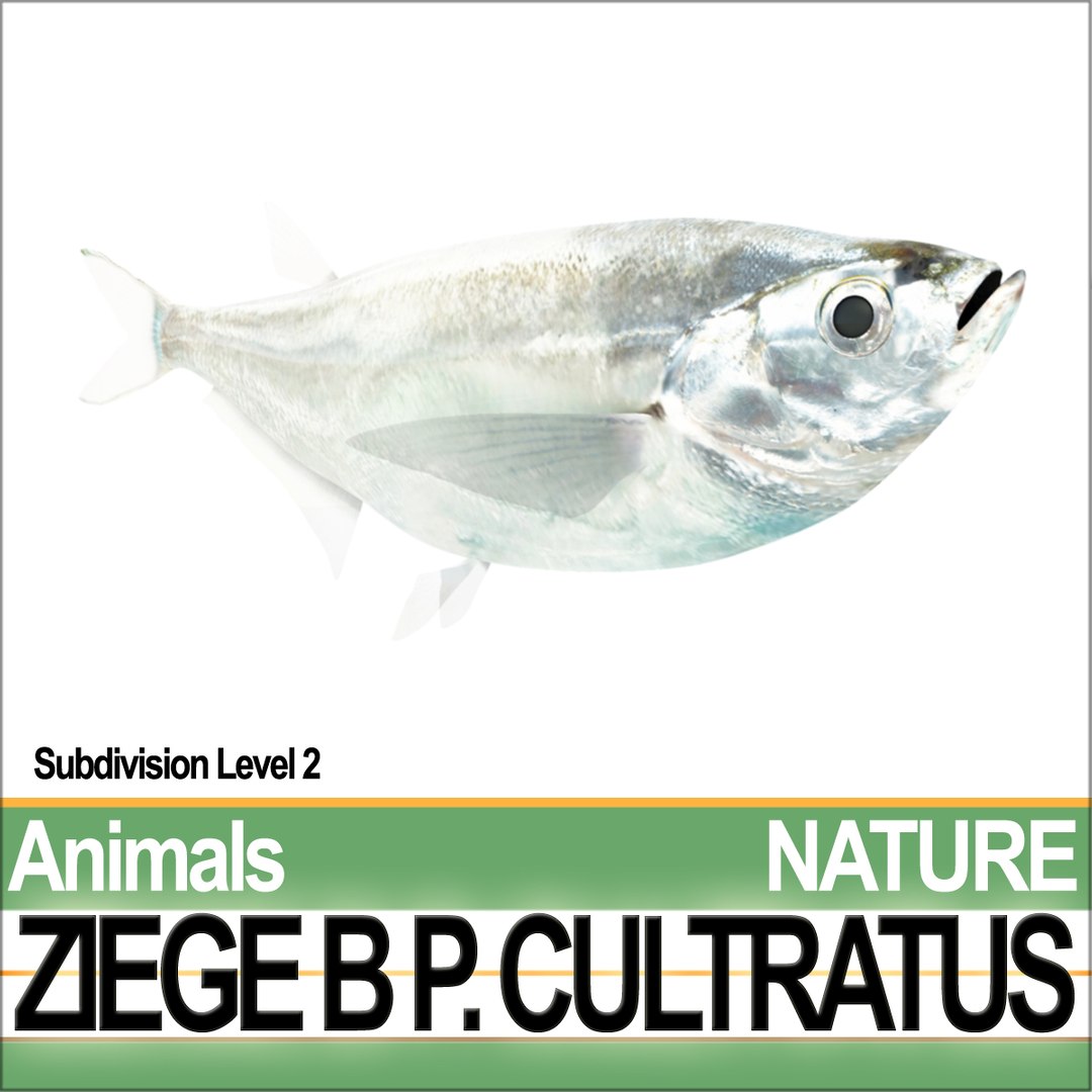 3d c4d ziege b https://p.turbosquid.com/ts-thumb/P7/wM3kkb/Go/natureziegeba2/jpg/1689611409/1920x1080/fit_q87/5f108cd7d1d20deb0f4b916c1462f4f743e7c7f2/natureziegeba2.jpg
