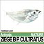 Ziege B