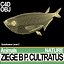 Ziege B
