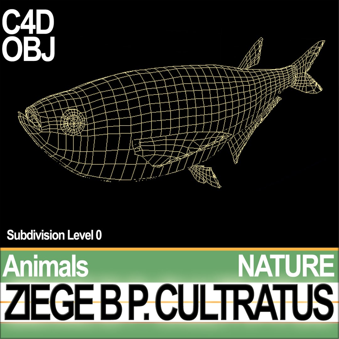 3d c4d ziege b https://p.turbosquid.com/ts-thumb/P7/wM3kkb/Sy/natureziegebc1/jpg/1689611465/1920x1080/fit_q87/be2040c69a438257b69cc41ae43a92d2ce243f6a/natureziegebc1.jpg