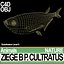 Ziege B