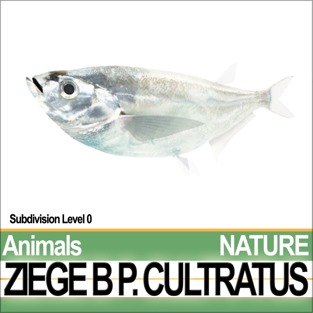 3d c4d ziege b https://p.turbosquid.com/ts-thumb/P7/wM3kkb/cs/natureziegeba4/jpg/1689611435/1920x1080/fit_q87/968a734c13d3f53b23142535fd818b3a2403ad38/natureziegeba4.jpg