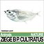 Ziege B