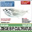 Ziege B