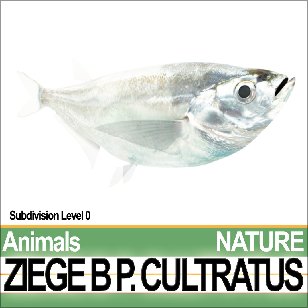 3d c4d ziege b https://p.turbosquid.com/ts-thumb/P7/wM3kkb/ka/natureziegeba5/jpg/1689611451/1920x1080/fit_q87/598ff84b6a1387538d78c0349ff5e76b7fecb982/natureziegeba5.jpg