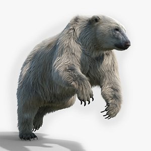 Polar bear RIGGED FUR