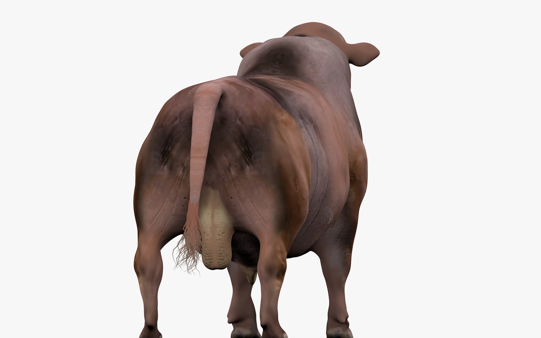 3D RED ANGUS L0001 model - TurboSquid 2149050