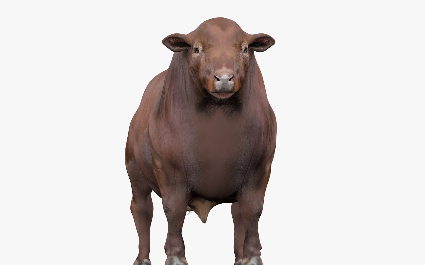 3D RED ANGUS L0001 model - TurboSquid 2149050