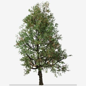 3D model Set of Pinus nigra or Austrian pine Tree - 2 Trees