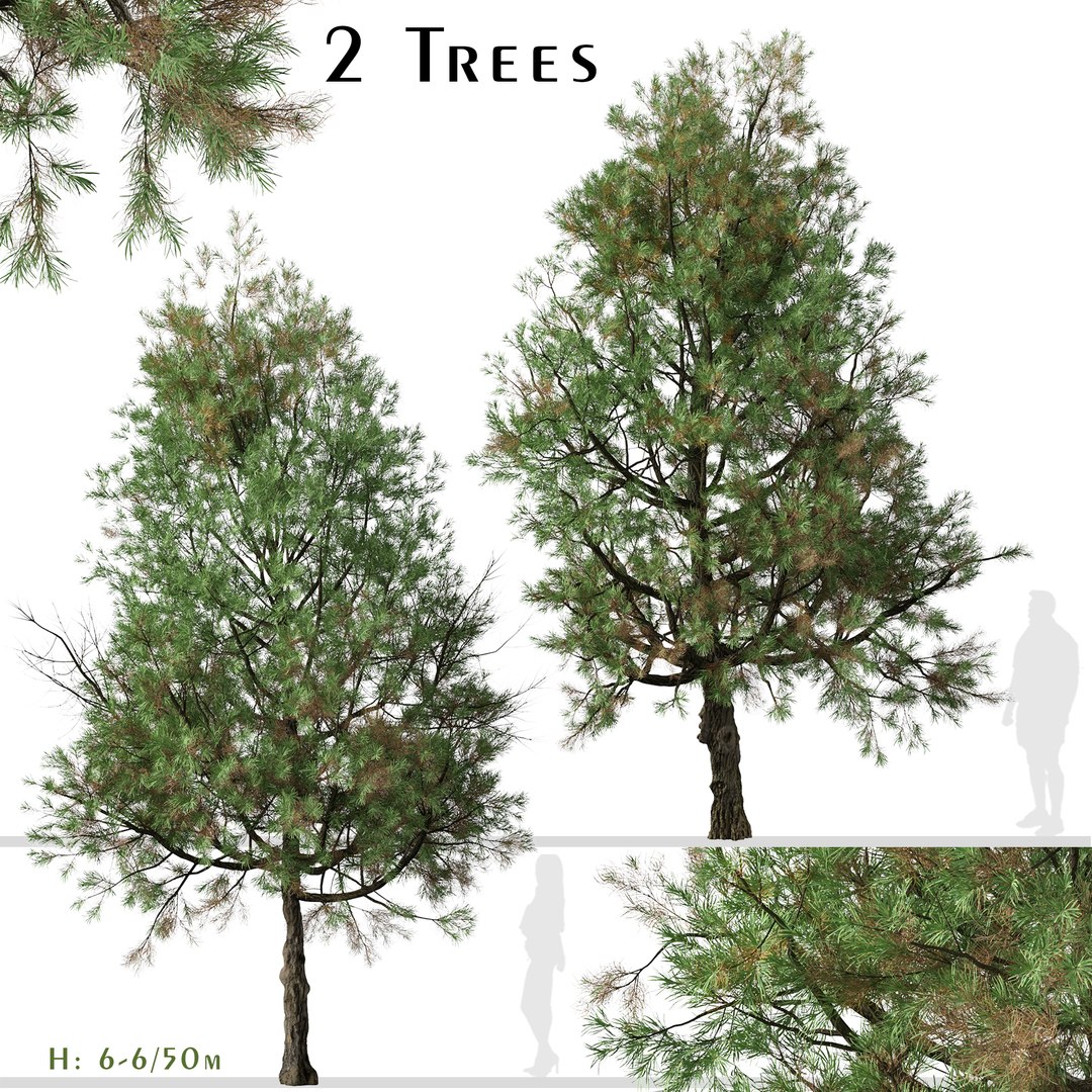 3D Model Set Of Pinus Nigra Or Austrian Pine Tree - 2 Trees ...