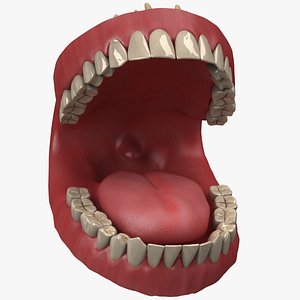 Teeth and Gums