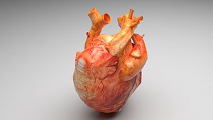 3D Human Heart