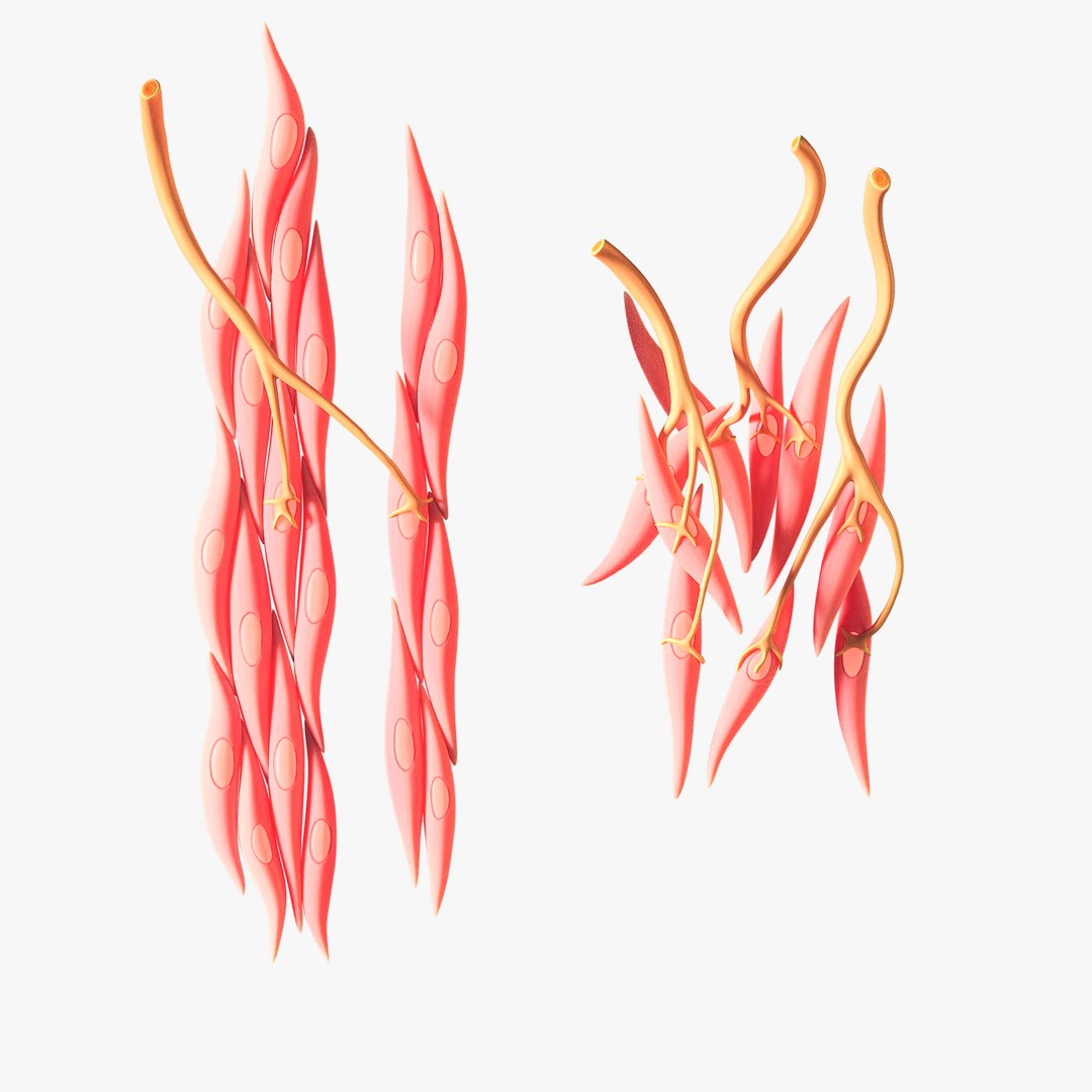 3D model Smooth Muscle Anatomy - TurboSquid 2070920