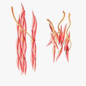 3D model Smooth Muscle  Anatomy