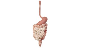 Intestinal polyps  colorectal tumors  Human organ