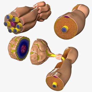 Peripheral nervous system glial cells myelination 3D