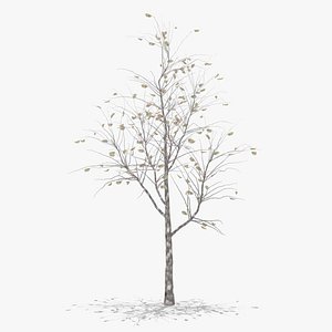 pear winter hight 3D model