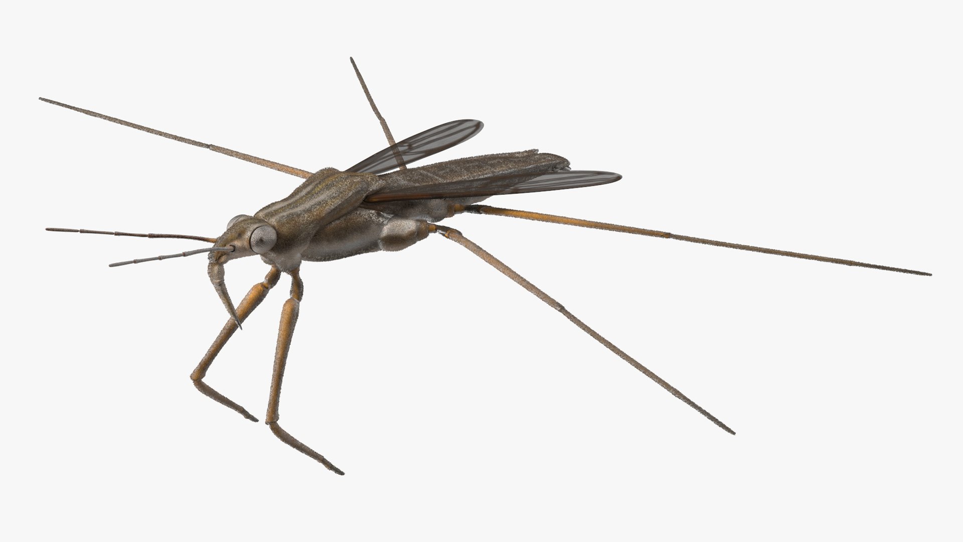 Water Strider Rigged for Cinema 4D 3D model preview
