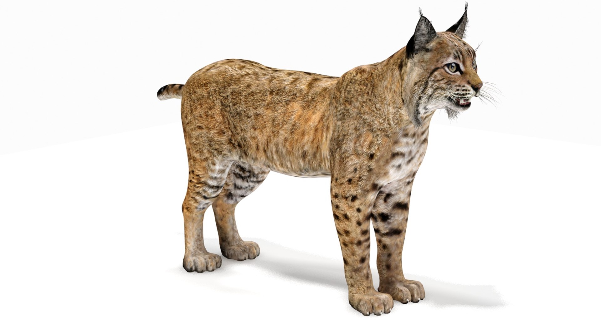 3D Bobcat Modelled Model - TurboSquid 1288945