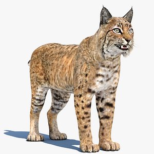 3D bobcat modelled model