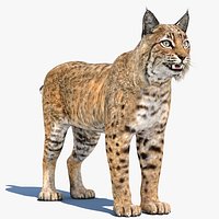 Bobcat Lynx Rufus