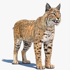 Bobcat Lynx Rufus