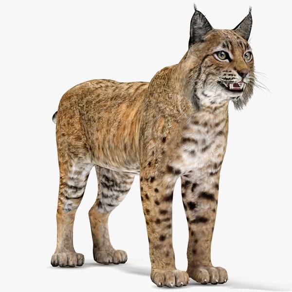 3D Bobcat Fur - TurboSquid 2025440