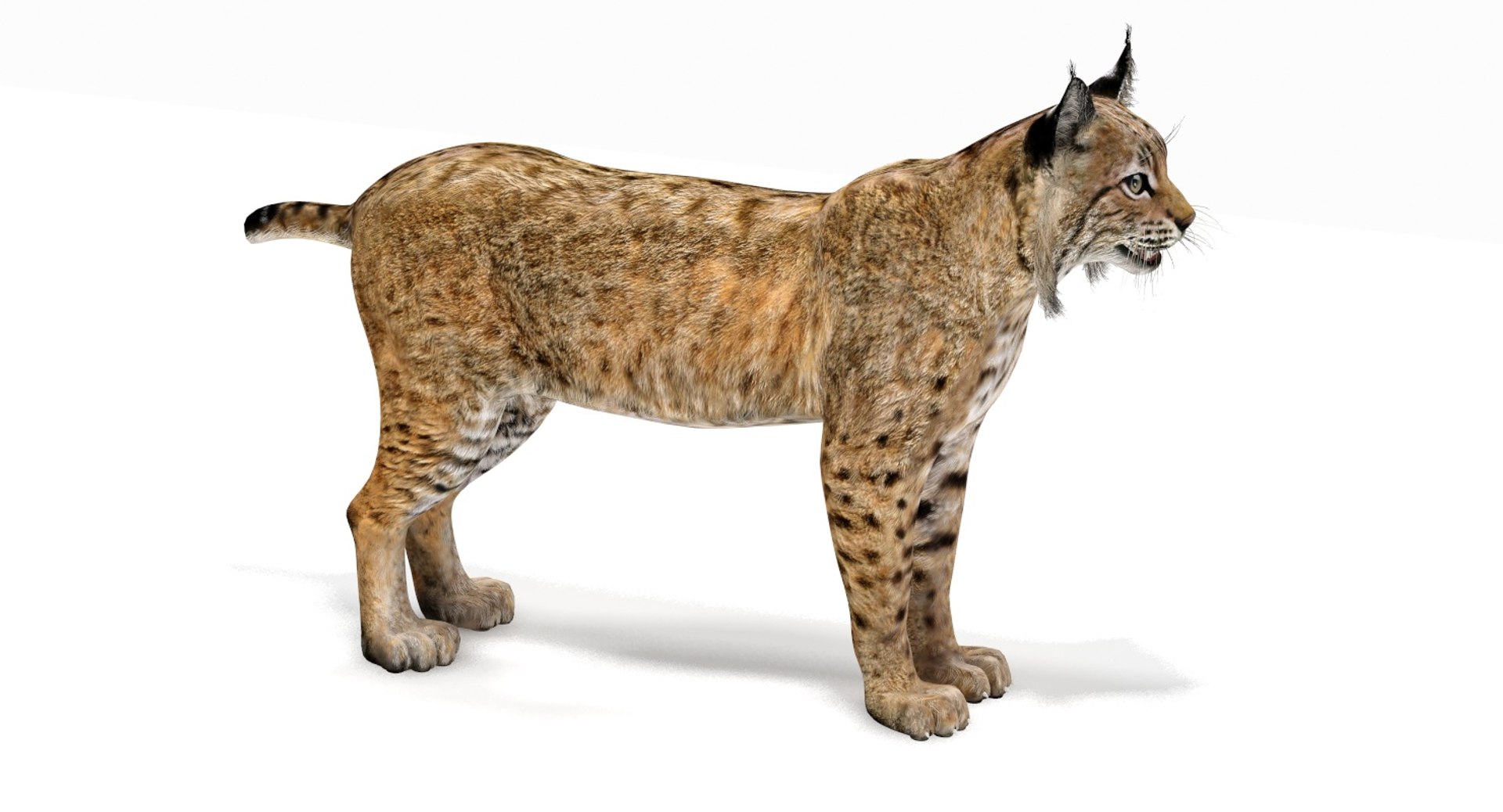 3D Bobcat Modelled Model - TurboSquid 1288945