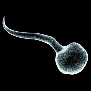 microscopic sperm cell 1 3d model