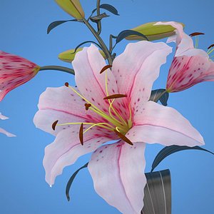maya lily pink