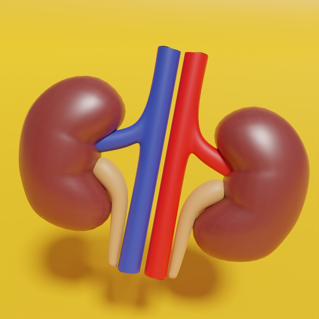 3D Model Kidney - TurboSquid 2134743