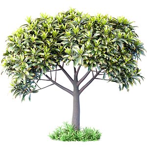 Outdoor garden plant tree shrub bush