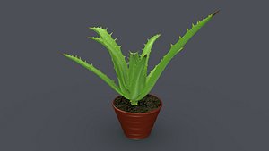 3D Aloe vera plant