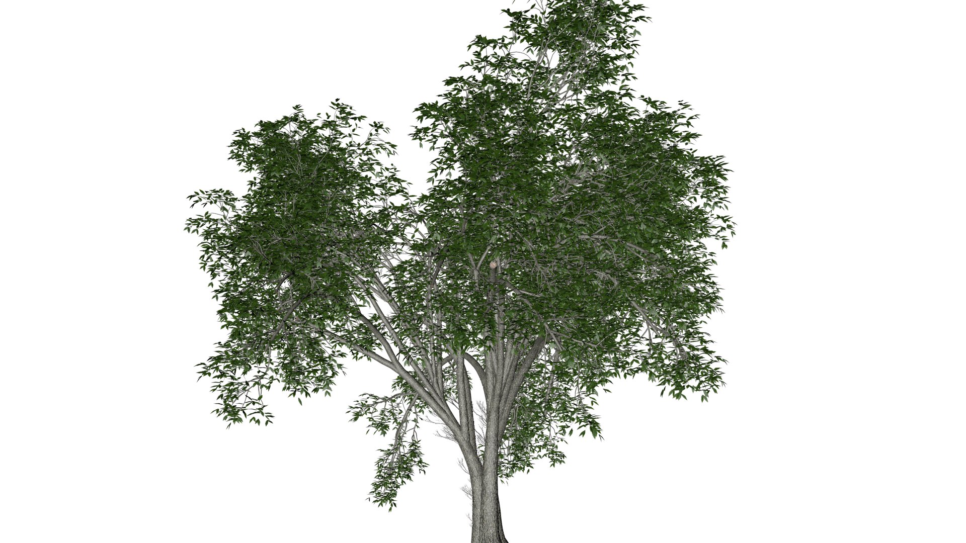 American Elm Tree - 09 - 3D Model - TurboSquid 2374304