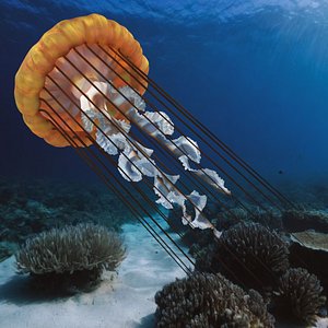 Chrysaora Fuscescens Jellyfish 3D model