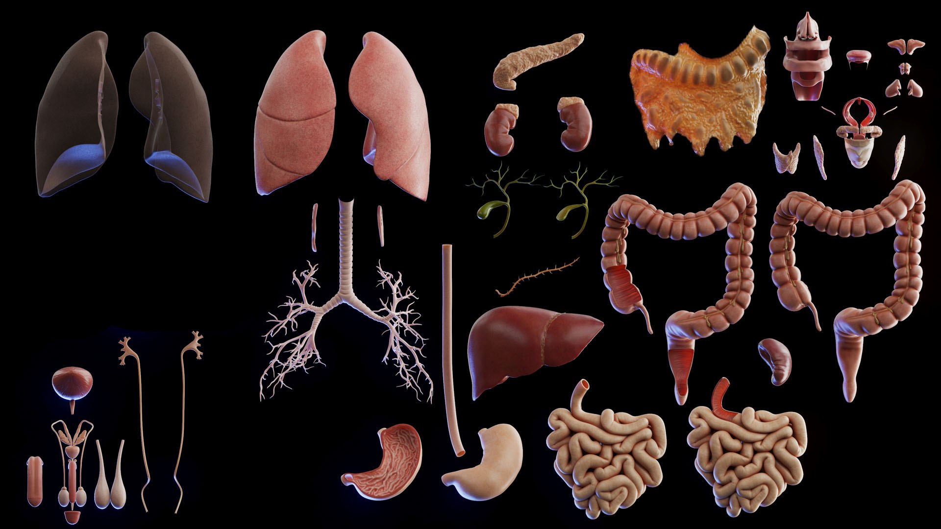 3D Human Male Body And Organs Model - TurboSquid 2013799