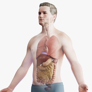 3D Human Male Body and Organs model