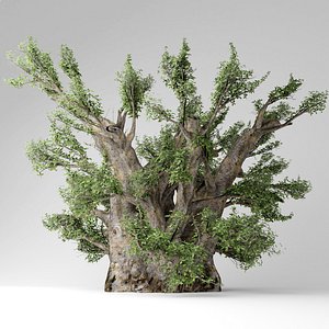 african baobab tree 3D model