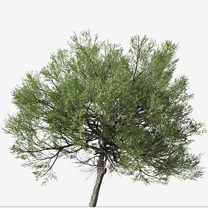 Set of Acacia amoena or Boomerang Wattle Tree