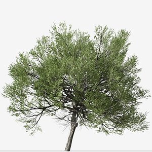 Set of Acacia amoena or Boomerang Wattle Tree
