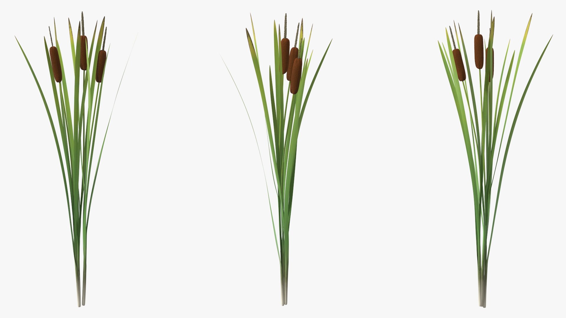 Cattail Aquatic Plant 3D Model - TurboSquid 2156940
